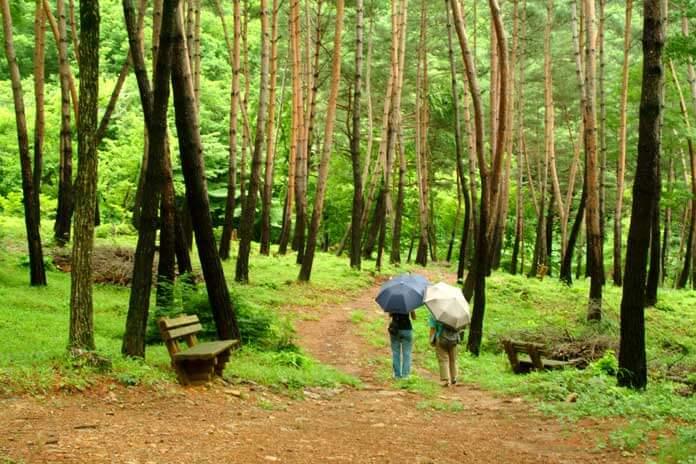 숲나들e 예약 방법부터 추천 캠핑장까지! 2025년 완전정리