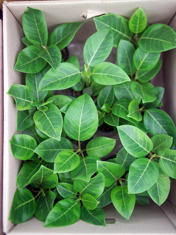 공기정화 식물 사진