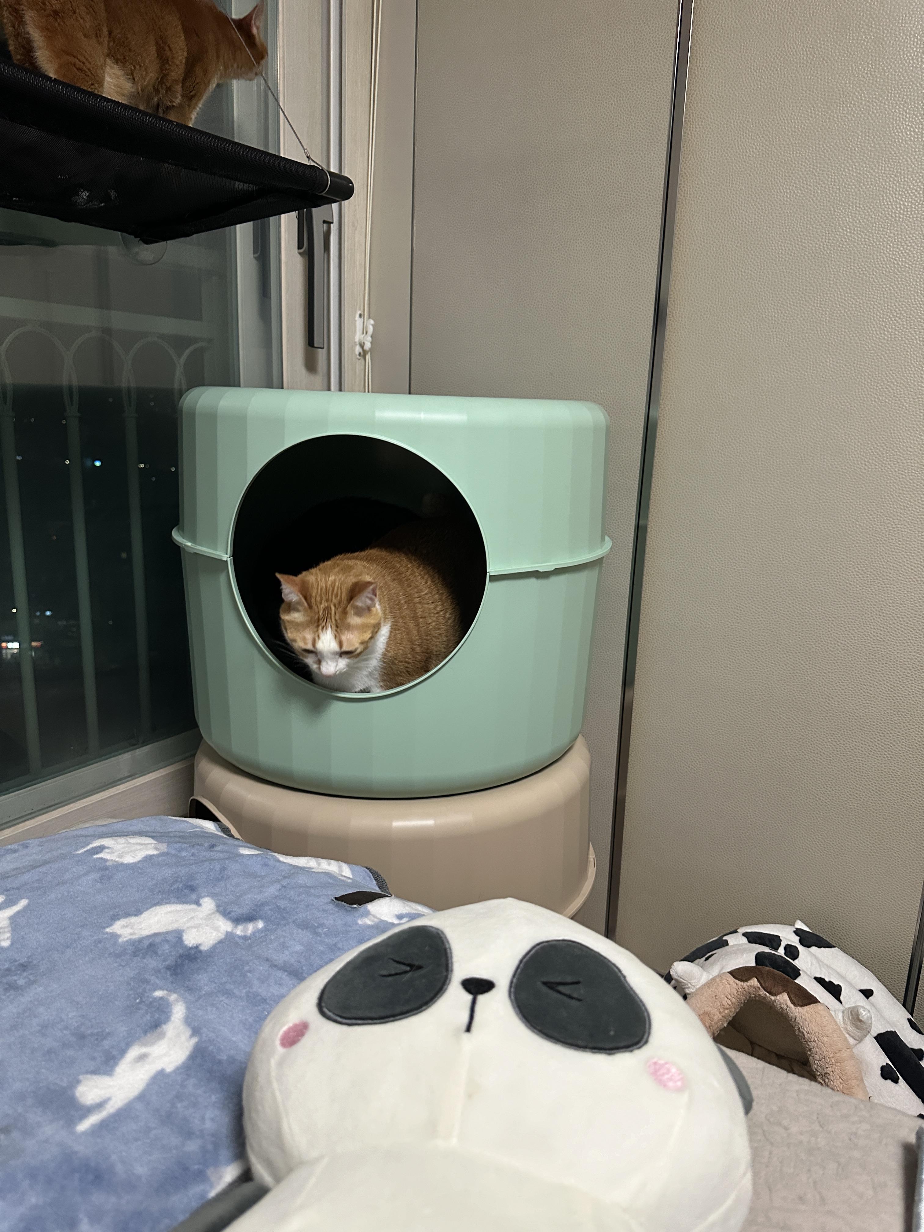 하우스_2층에_들어가_있는_호야