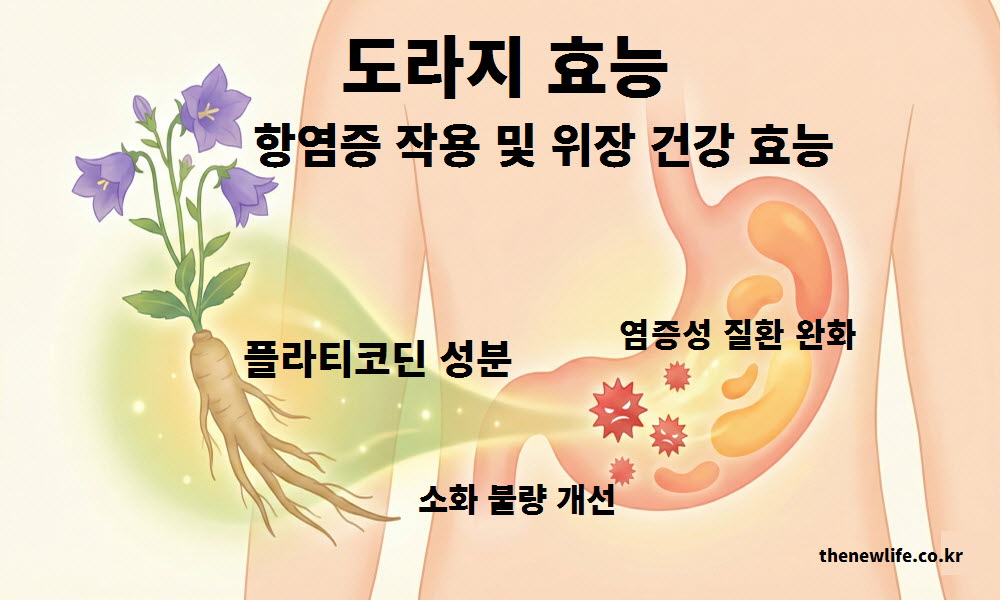 도라지 효능의 항염증 작용과 편안한 위장 건강을 표현한 이미지