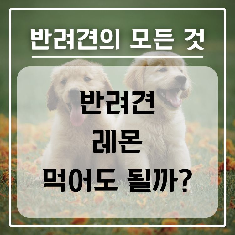 반려견 레몬 급여 가능 여부, 적정량, 주의 사항