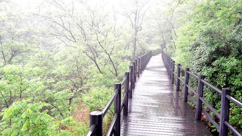 우중산책(雨中散策)은 즐거운 산책생활