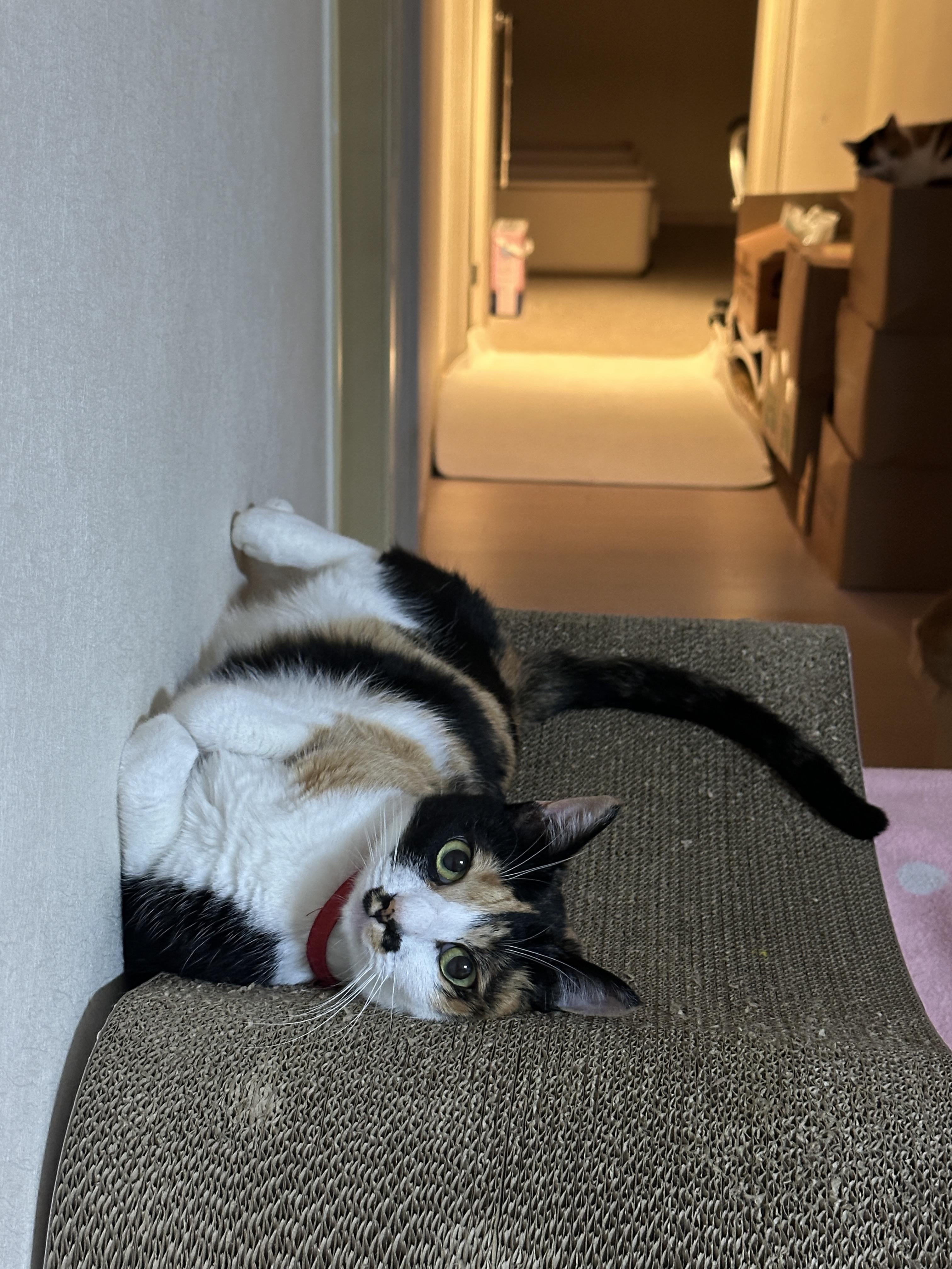 스크래쳐_위에_발라당_누워서_엄마_쳐다보는_다다_1