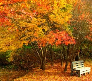 가을에 피는 꽃 단풍나무