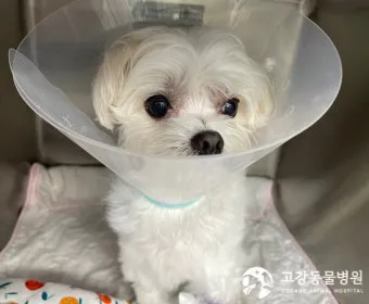 강아지 백내장 수술비용 현실 증상 예방법 보호자 가이드 정리_19