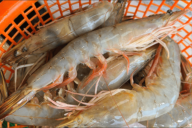 홍성 남당항 대하 축제