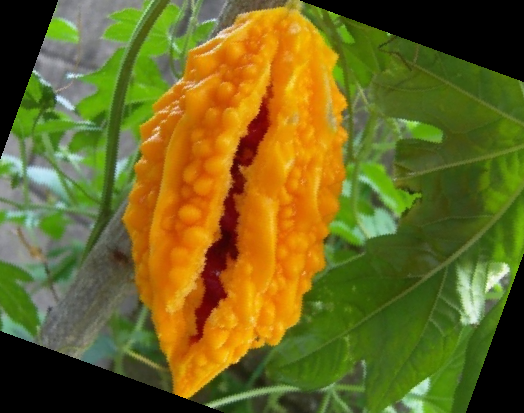 여주 효능 부작용