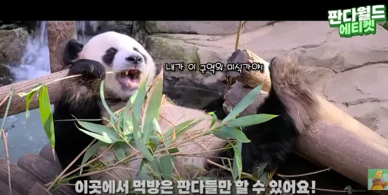 에버랜드 푸바오 예약 시간 관람 꿀팁