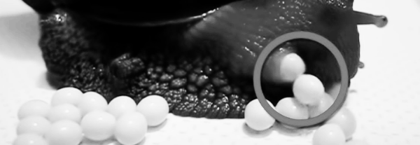 달팽이 알: 빠른 시점에 어미와 분리