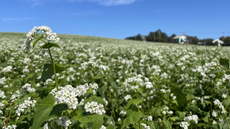 보리나라 학원농장