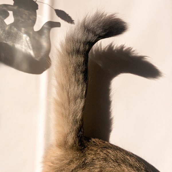 고양이 꼬리 상태