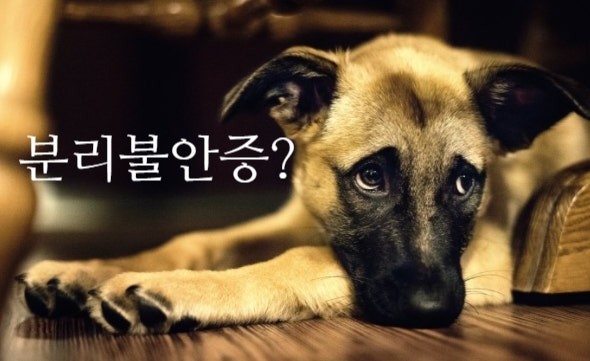 강아지 분리불안 증상과 해결법 가이드