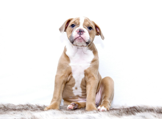 강아지의 코 부분에 하얀 각질