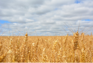 맥주효모 탈모효과&amp;#44; 부작용&amp;#44; 제품