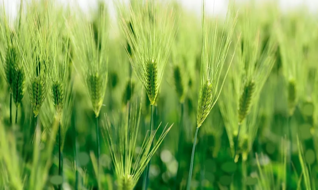 보리 재배 월동 관리 파종 밀도 웃자람 방지_1