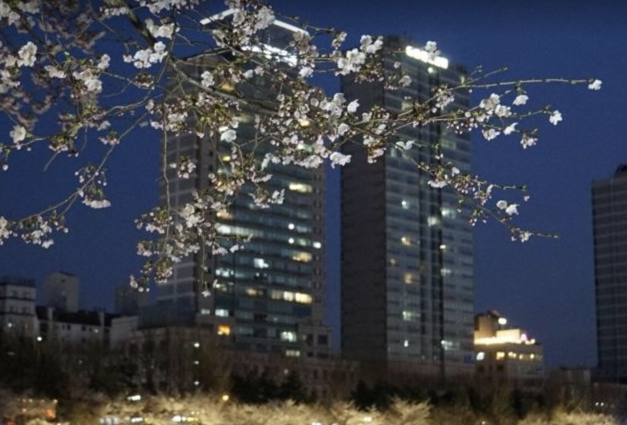 송파둘레길 벚꽃나들이