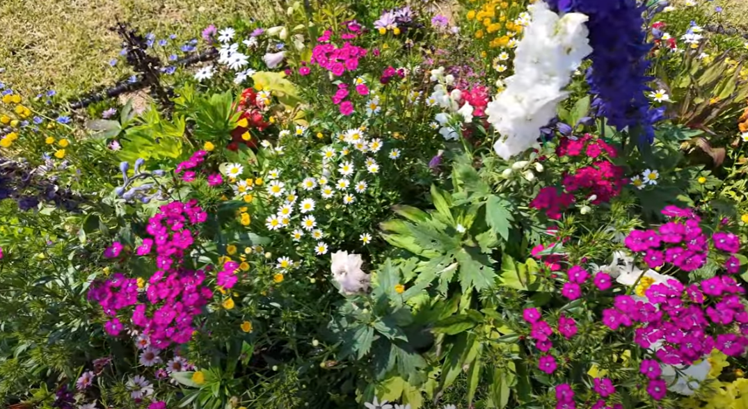 곡성장미축제 관련 사진 이미지