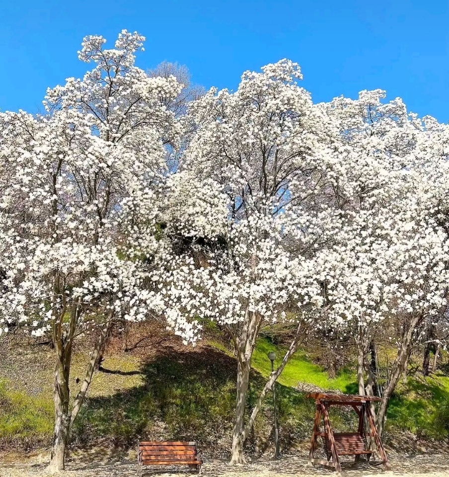 카이스트 캠퍼스 내 목련 사진