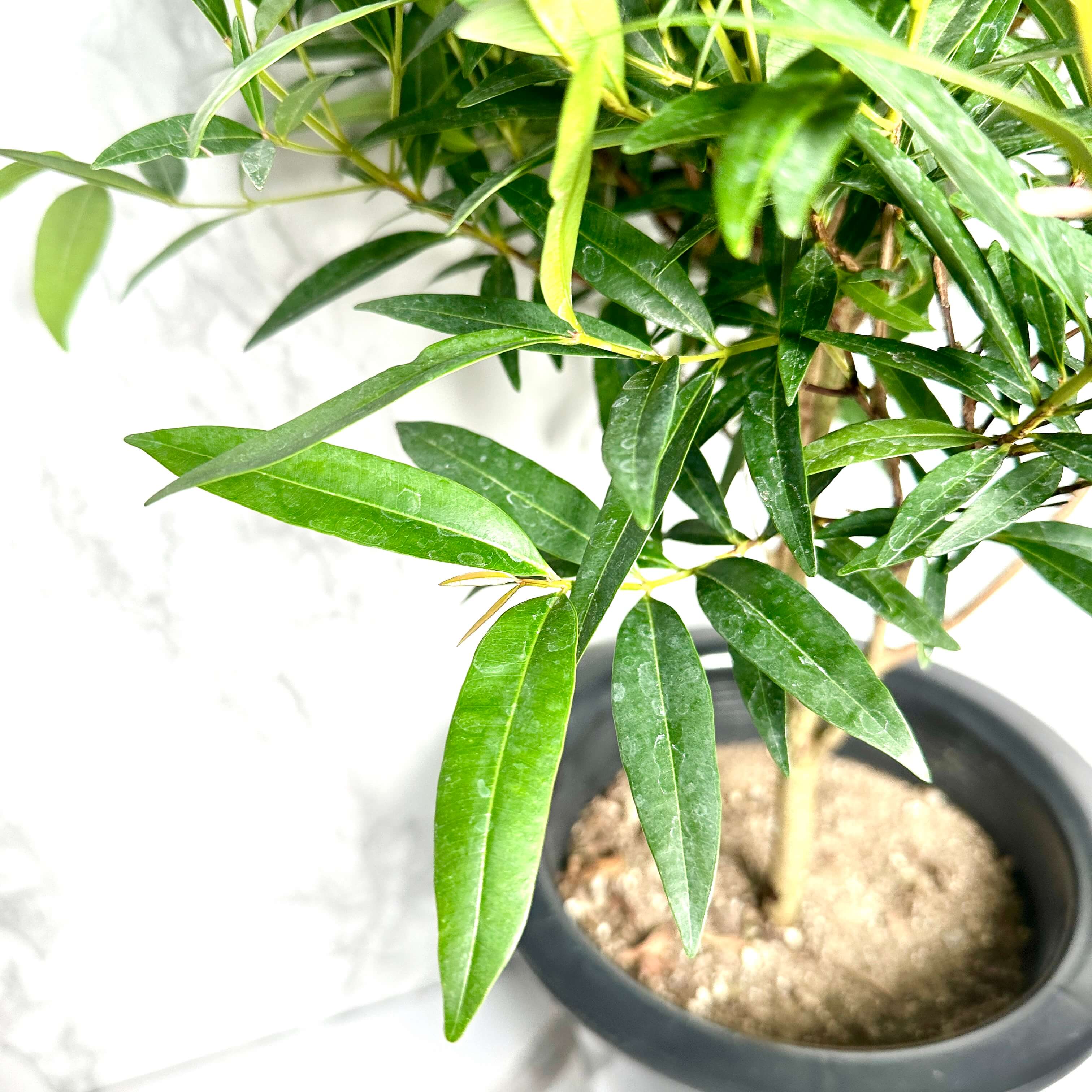 피어리스 키우기