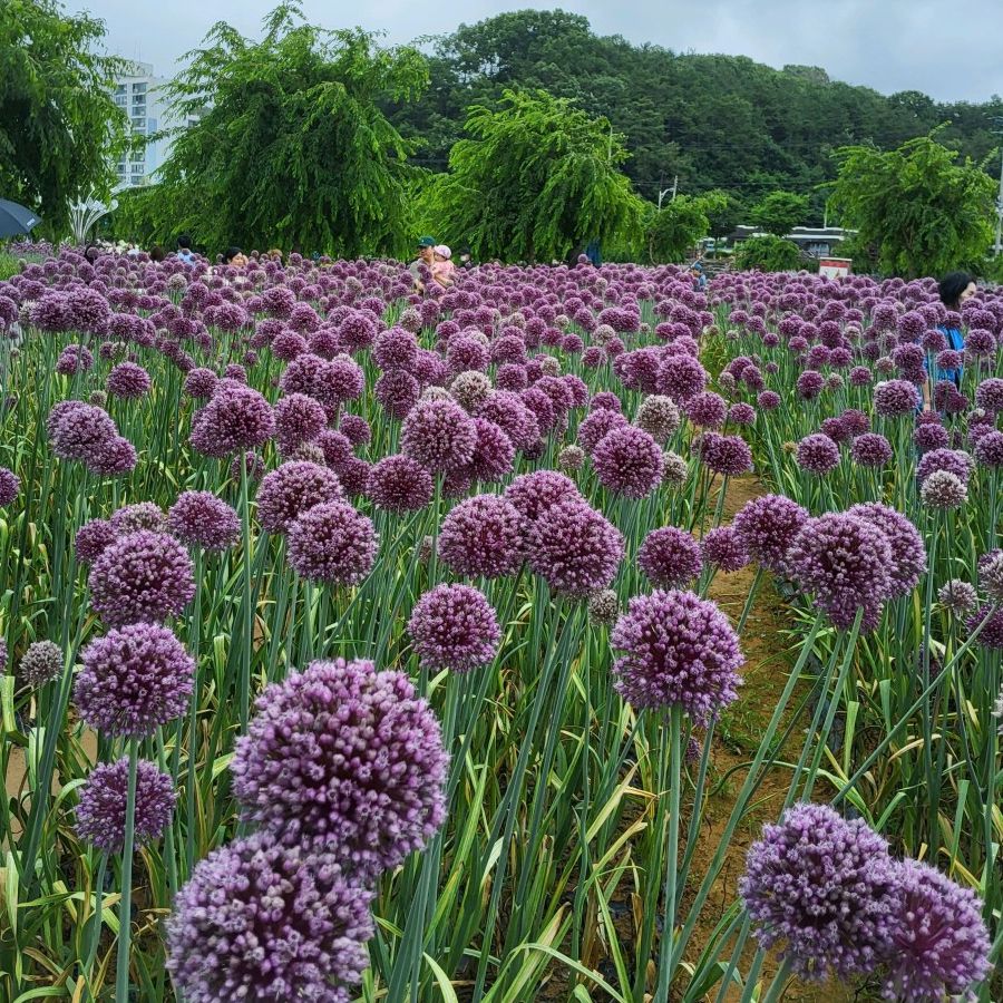유구 색동수국정원