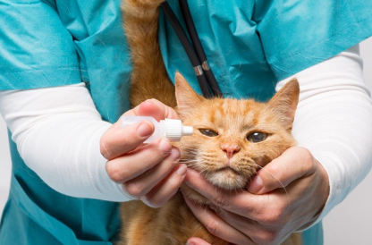 안약을 넣는 고양이.