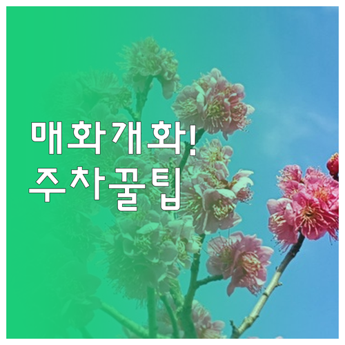 일산 호수공원 매화 개화 시기 및 제..