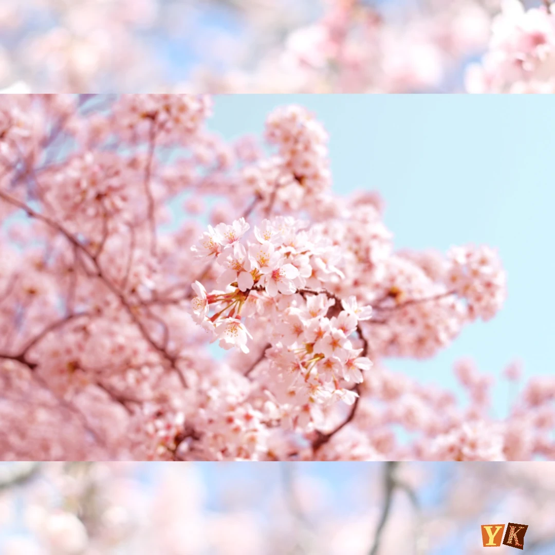 지역별 벚꽃 개화 시기 예상일