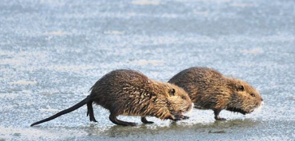 뉴트리아 포획 지자체별 포상금 서류 신청방법