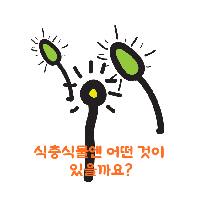 식충식물 종류 벌레잡이 식물 파리주걱