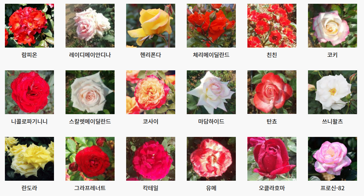 서울대공원 장미원 입장료, 1인당 얼마?