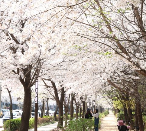 양천구 벚꽃