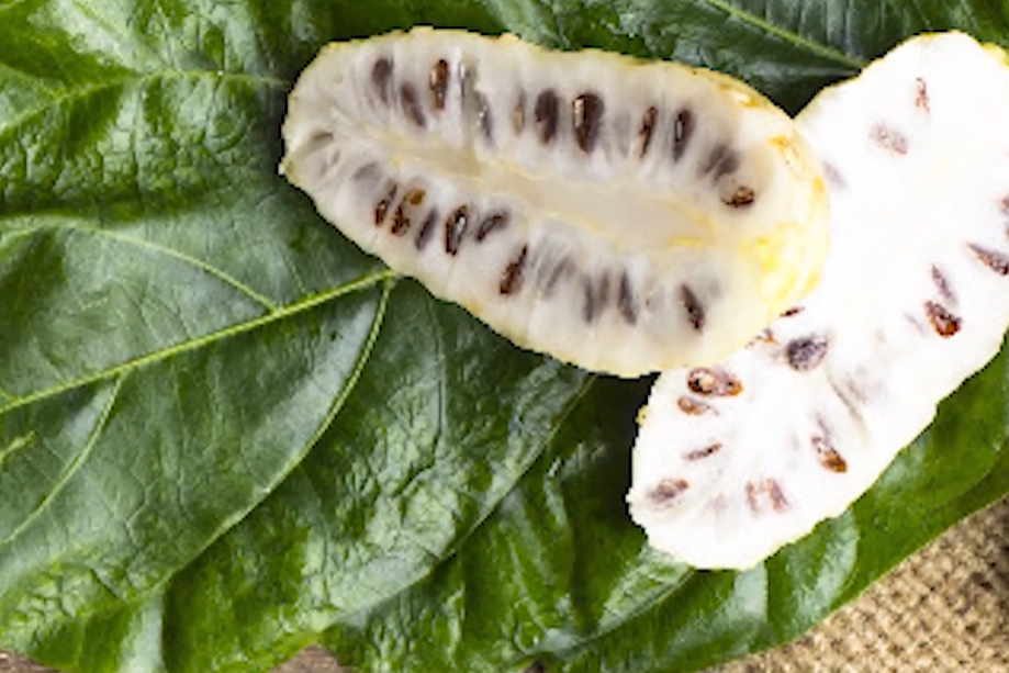 노니 효능 부작용