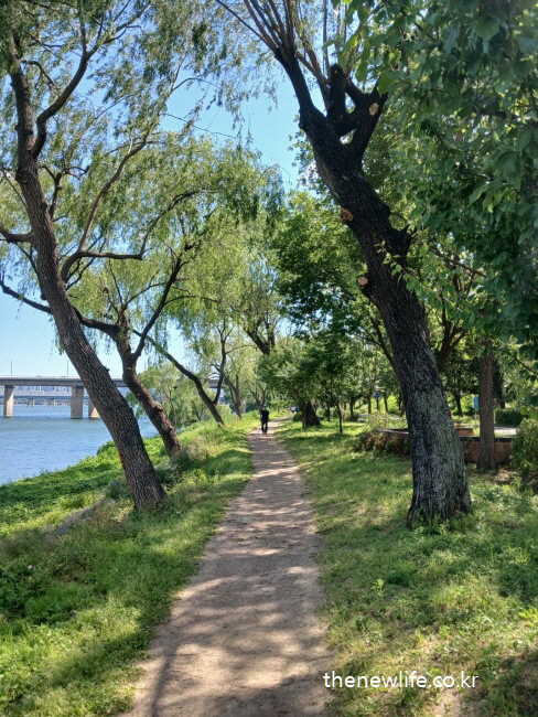 A quiet riverside dirt path under willow trees, with a person walking alone, symbolizing mental relaxation and natural healing through walking.-버드나무 아래 강변 흙길을 걷는 사람. 걷기를 통한 정신적 안정과 자연 치유가 동시에 느껴지는 장면.
