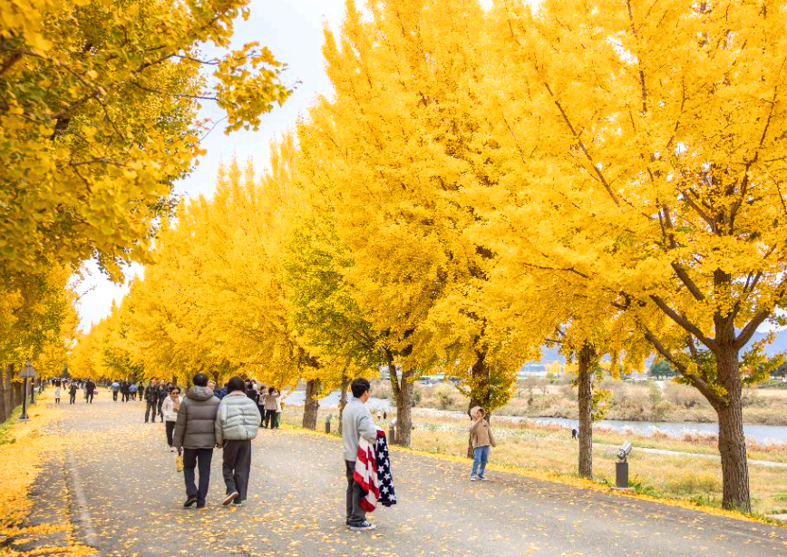 곡교천 은행나무길