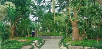 경상남도 수목원 5월의 꽃 관음죽꽃 핑퐁나무 황금자주달개비 마가렛 만첩빈도리 자란 크레이프자스민_10