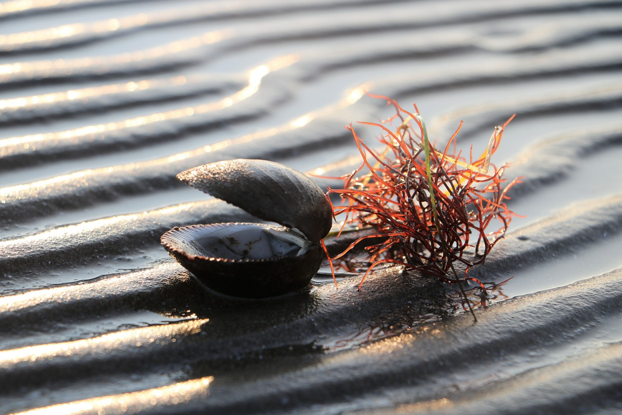 서해안 어패류 지형에 관한 사진