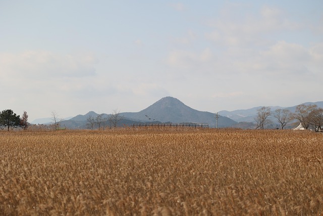 갈대밭 소개, 사진명소, 데이트코스 추천