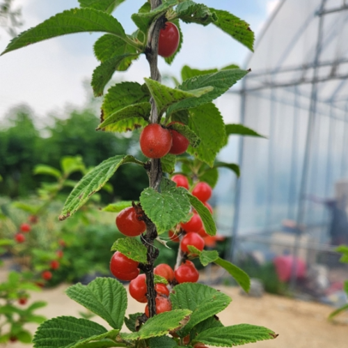 앵두의 효능과 먹는법