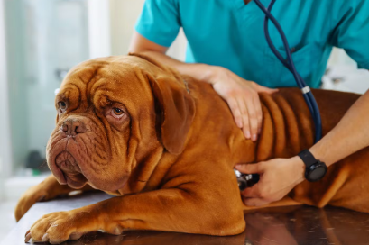 누워있는 강아지