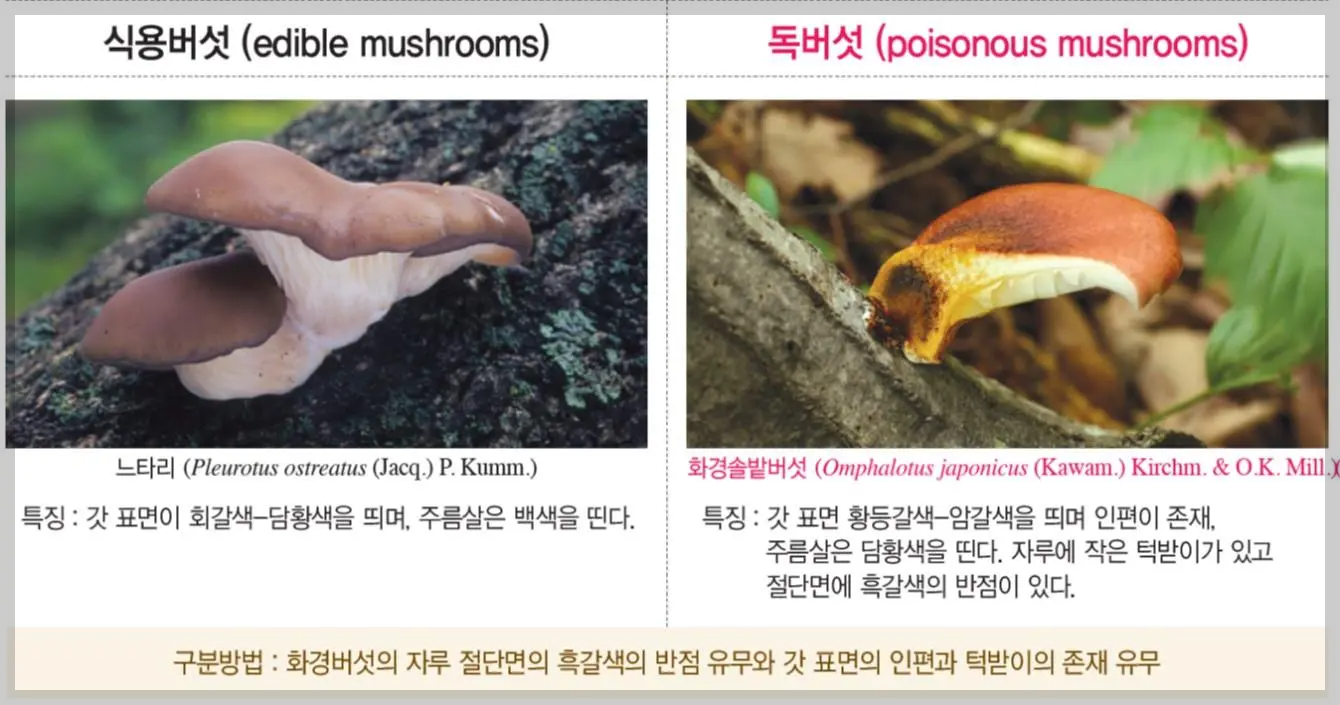 식용버섯 느타리버섯과 독버섯 화경솔밭버섯 구별법