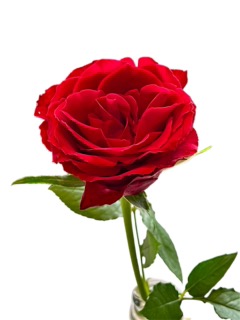 곡성세계장미축제