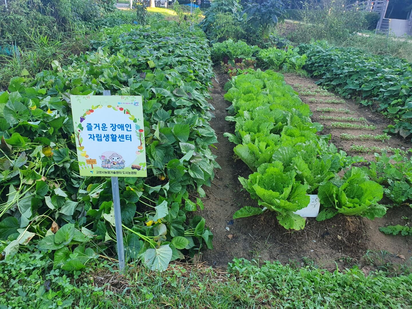 대화농업체험공원-농작물-고구마-배추