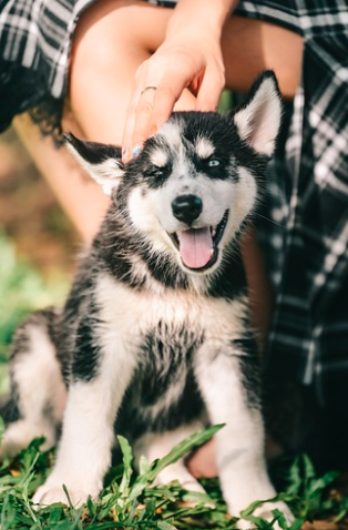 강아지 보양식 재료 추천 및 간단하게 만드는 방법 2가지