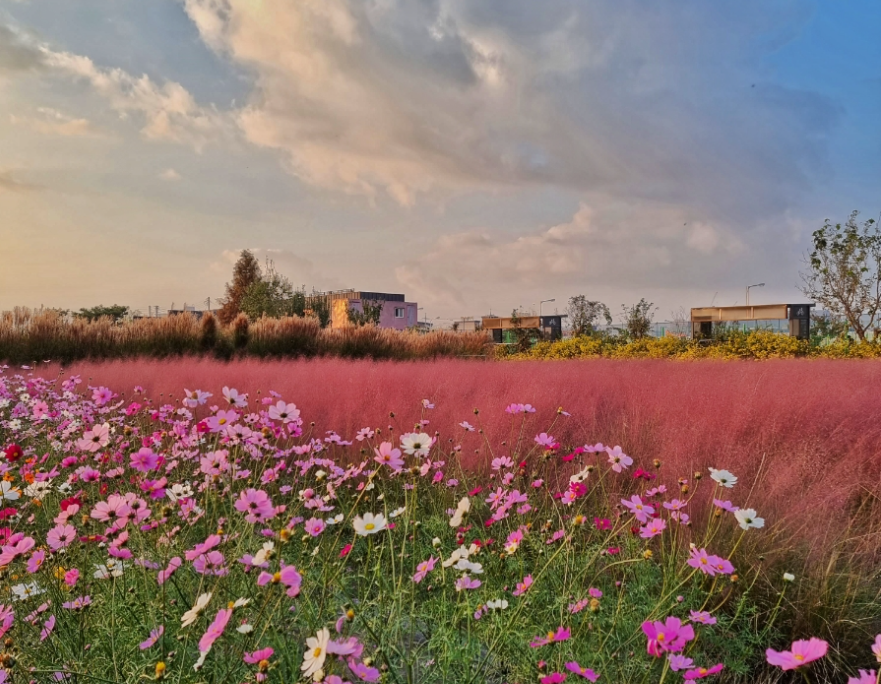 바람새공원 핑크뮬리