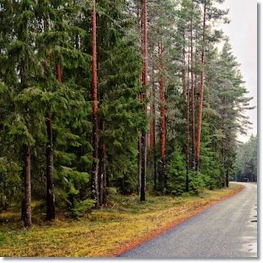 오래된 적송 군락지