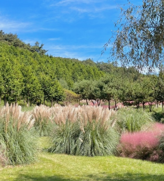 가을에 꼭 가야 하는 억새 명소