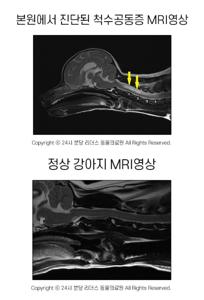 강아지 MRI