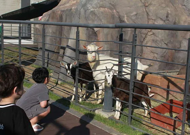 아라마루 동물원