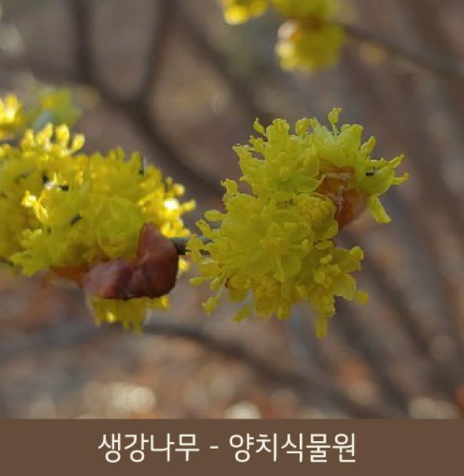 화담숲 봄 수선화 축제