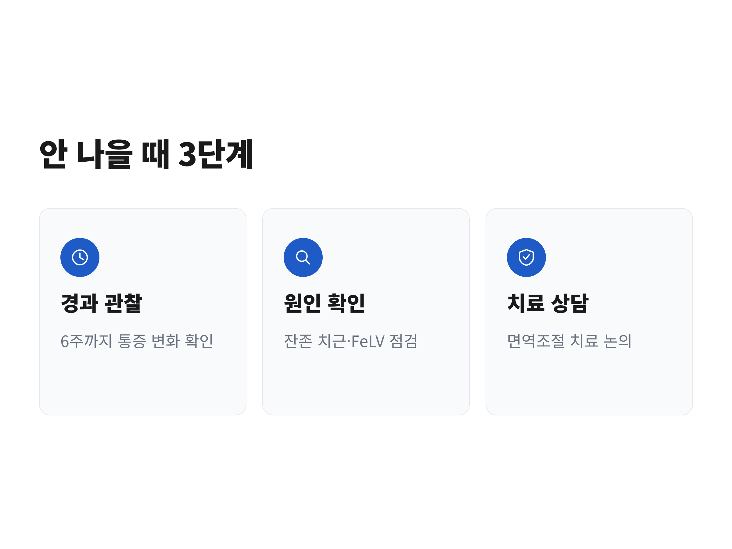고양이 구내염 발치 후 경과 관찰, 원인 확인, 치료 상담으로 이어지는 3단계 흐름